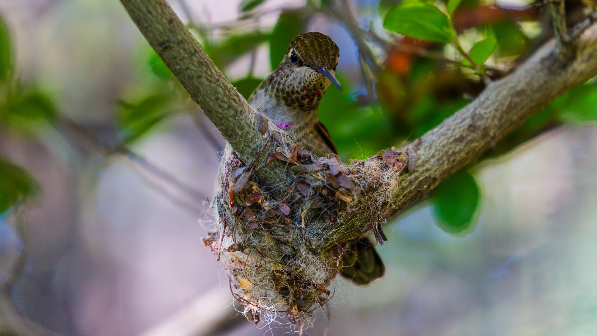 Anna's Hummingbird (Calypte anna)©
